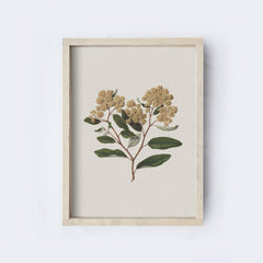 Vintage Flower Art Print | Botanical Floral Drawing A105