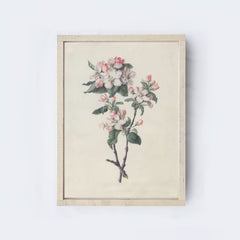 Vintage Print Apple Blossom Branch Framed A315