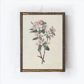 Vintage Print Apple Blossom Branch Framed A315
