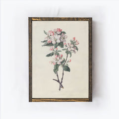 Vintage Print Apple Blossom Branch Framed A315