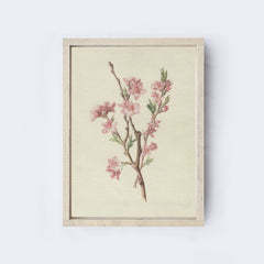 Vintage Floral Peach Blossom Drawing Framed Vintage Art A316