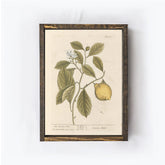 Vintage Lemon Tree Art | A323