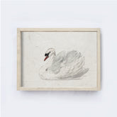 Vintage Art Print | White Swan Watercolour A98
