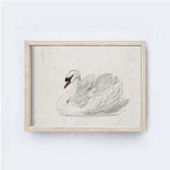Vintage Art Print | White Swan Watercolour A98