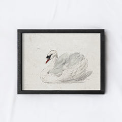 Vintage Art Print | White Swan Watercolour A98