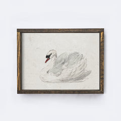 Vintage Art Print | White Swan Watercolour A98