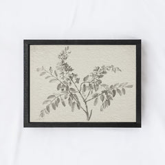 Vintage Botanical Watercolour Painting A75