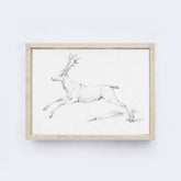 Deer Sketch A68