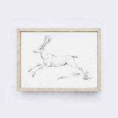 Deer Sketch A68