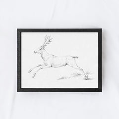 Deer Sketch A68