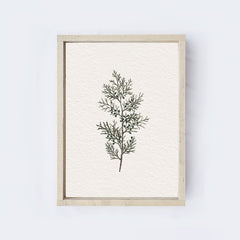 Vintage Coniferous Drawing A72