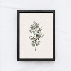 Vintage Coniferous Drawing A72