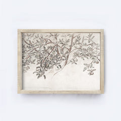 Vintage Print Framed | Apple Blossom Sketch A131