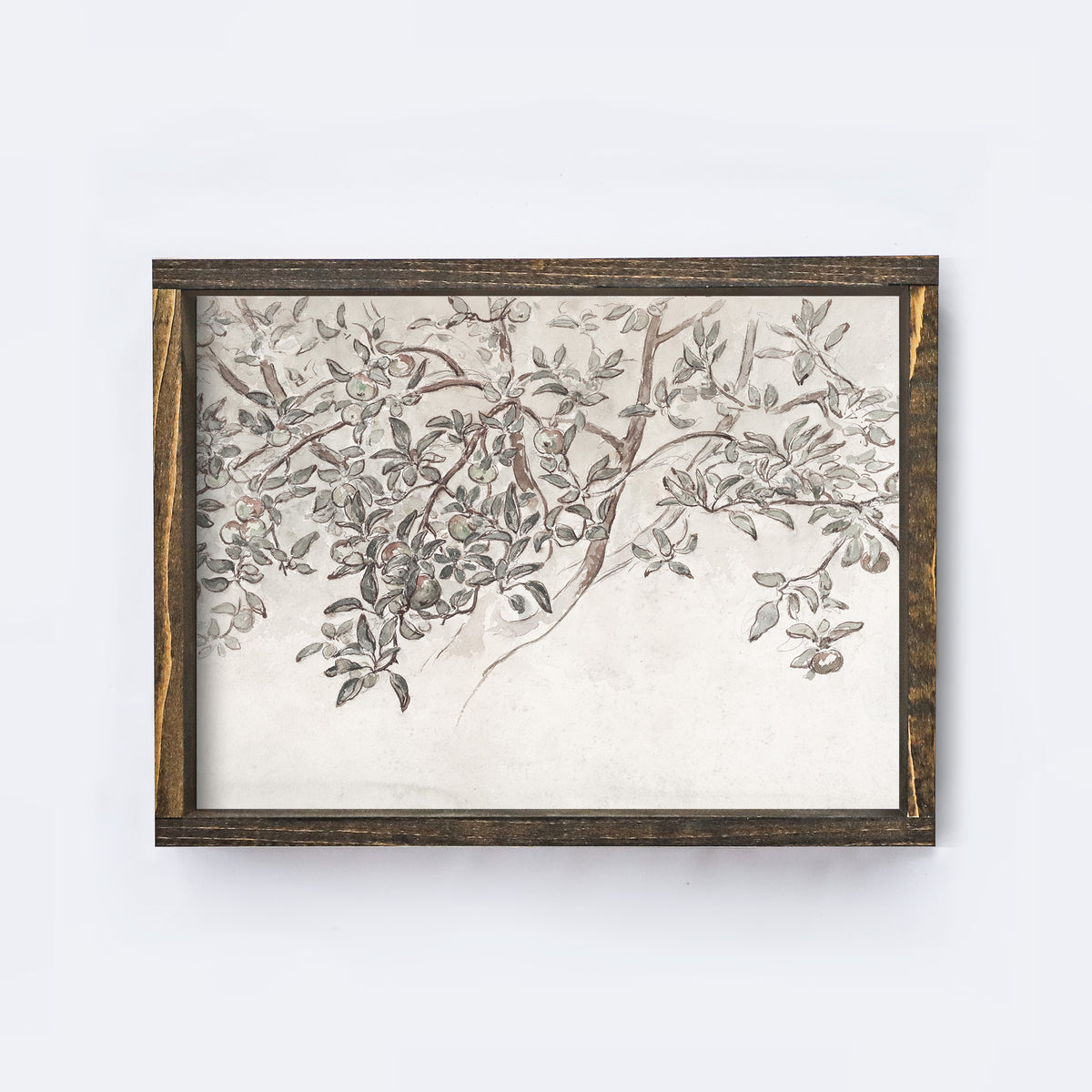 Vintage Print Framed | Apple Blossom Sketch A131