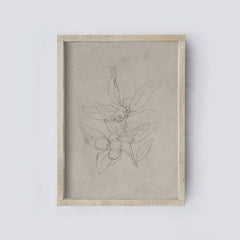 Vintage Print Framed | Vintage Olive Sketch A159