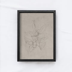 Vintage Print Framed | Vintage Olive Sketch A159