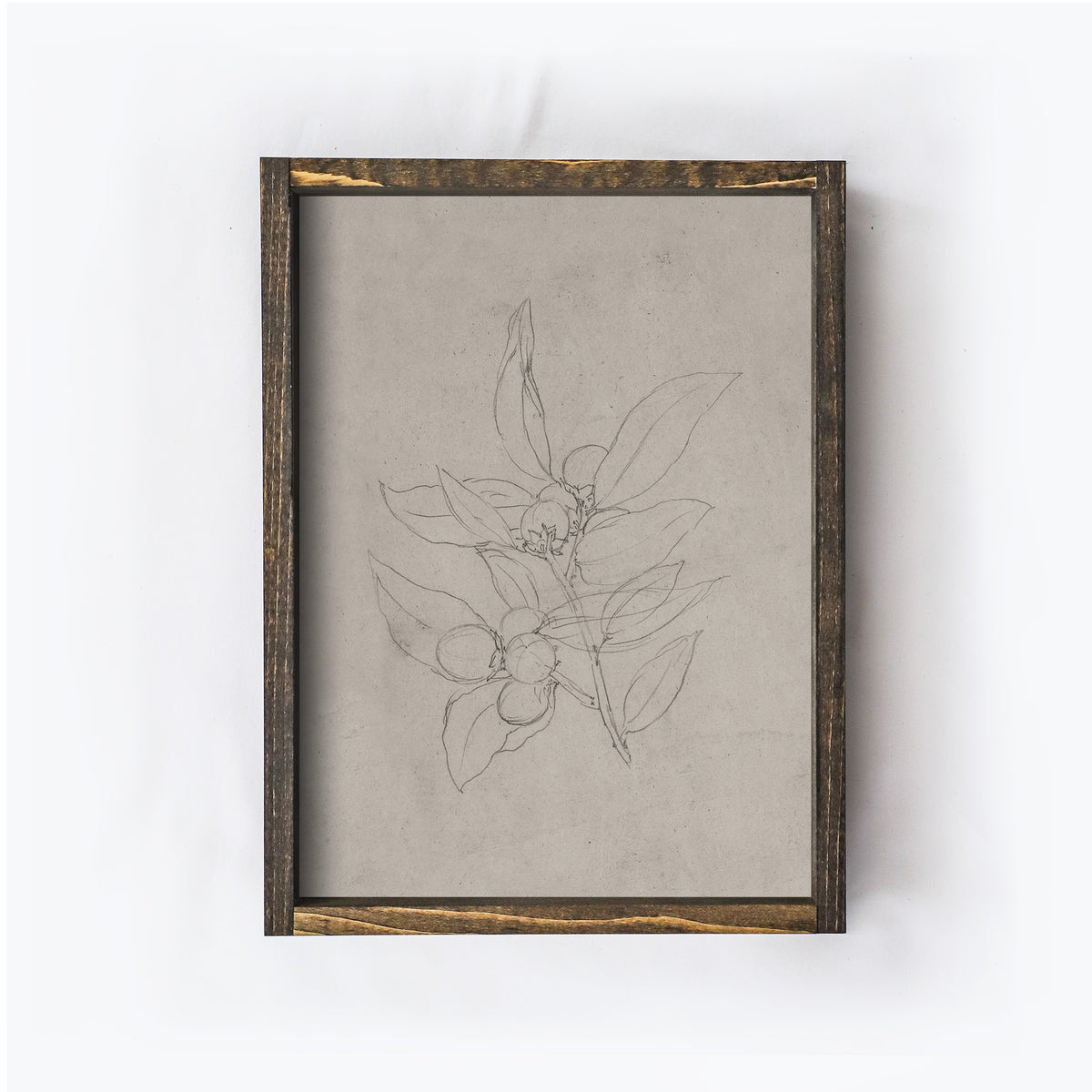 Vintage Print Framed | Vintage Olive Sketch A159