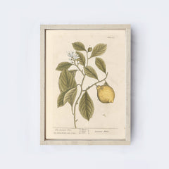 Vintage Lemon Tree Art | A323