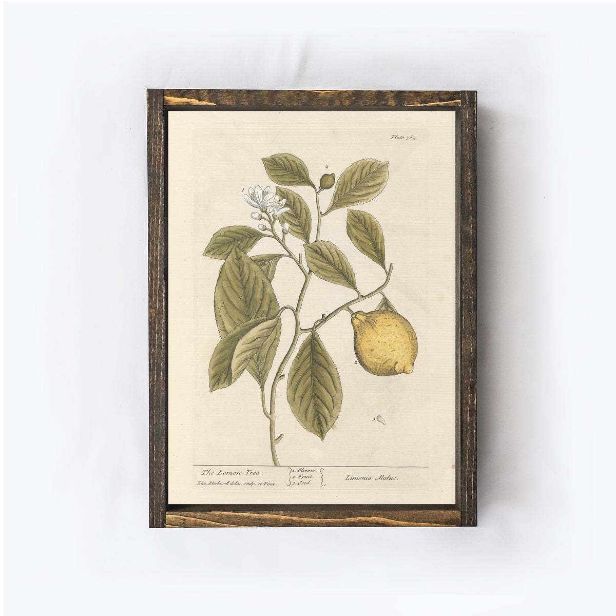 Vintage Lemon Tree Art | A323