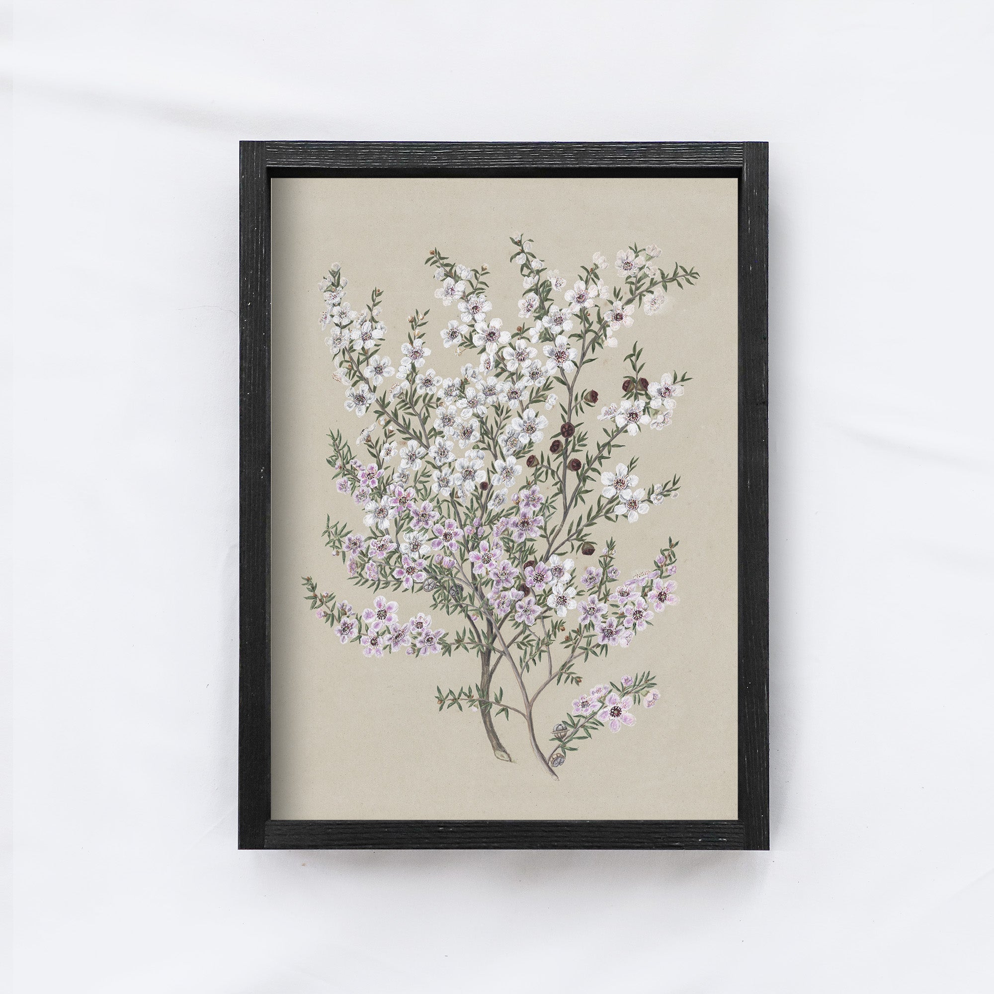Vintage Flower Drawing A62